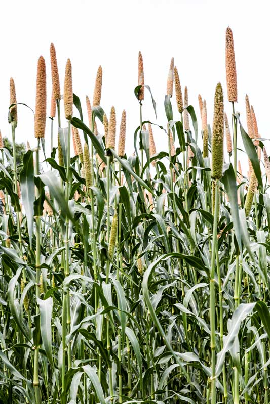 Water sustainability for sustainable agriculture - pearl millet being grown in the hot and dry Morena district, Madhya Pradesh - an example of promoting water sustainability by adapting cropping pattern to local agro-climatic conditions